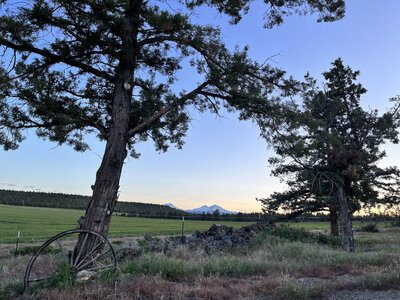 Trees and fence with sunset in background.