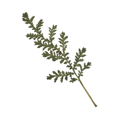 Green fern web element