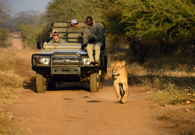 A lioness walks down a dirt road toward a safari vehicle carrying travelers in the South African bush.