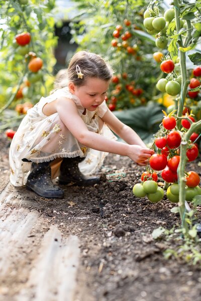 Girl picking tomatos