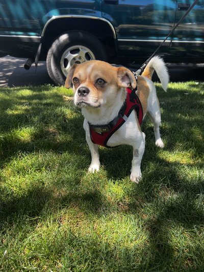 Smuggy2 (2)