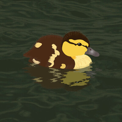 Illustration of duckling in water