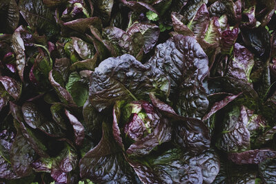 high-angle-close-up-of-purple-leaf-lettuce-Z497VMP