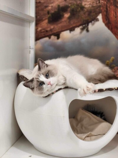Paradise Pet Retreat Cattery