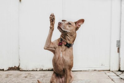 Brown dog raising a paw in the air
