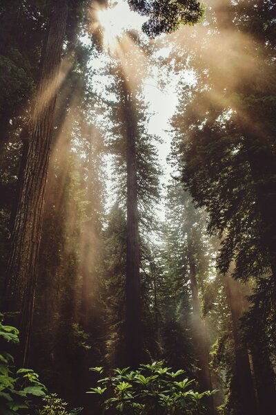 Person with compass in a forest