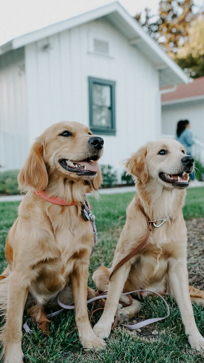 Breeding Pair at Little Retriever Ranch in Southern CA