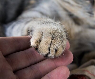 A human hand gently holding a cat's paw, symbolizing the loving bond between pets and their owners, highlighting compassionate pet afterlife care and aquamation services in Lansing, Michigan.