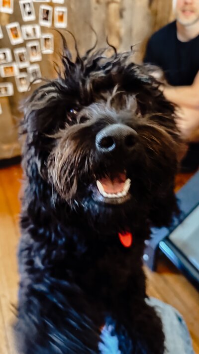 A black dog smiling at the camera in melbournes best dog friendly gym