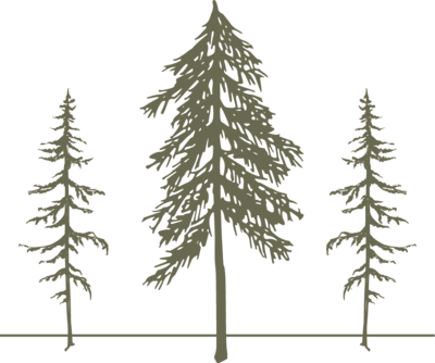 white pine tree illustration