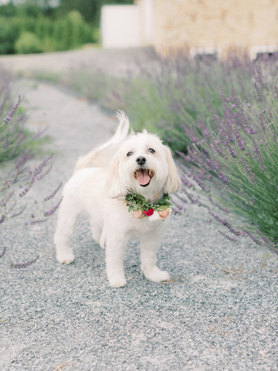 JenRyanEngagement_LFP041