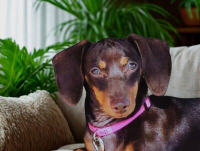a dachshund looking at the camera 