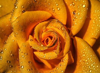royal yellow2