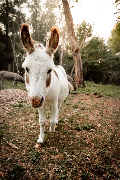 Stacy Landers Photography | Natchez Photographer