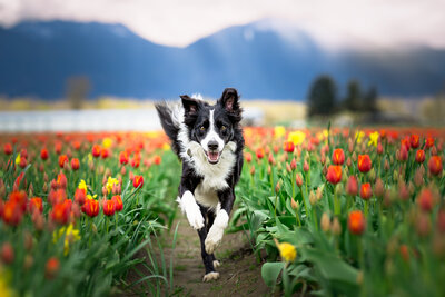 Border Collie pup running through tulips at Harrison Tulip Festival BC