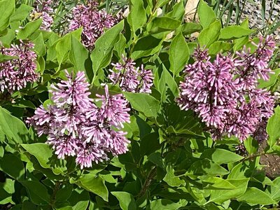 Owen Rogers syringa patula pink magenta heirloom lilac at North Country Lilacs nursery in Canton, New York