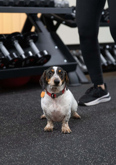 Blue Spirit, a mini dachsund, sits on the gym floor representing his role as the  Oregon Parkinson's  Warriors Foundation mascot