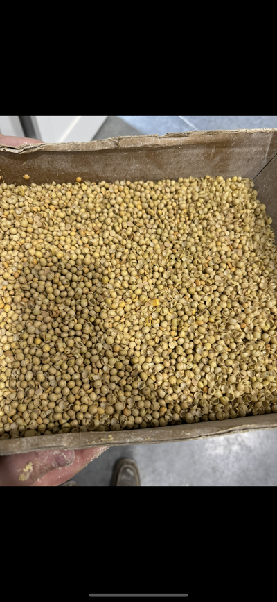 Freshly flaked oats on the line at 1331 Flaking Co.