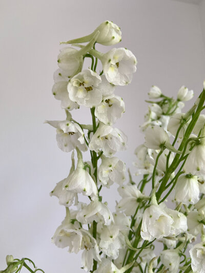 violet-arden-floral-white-delphinium