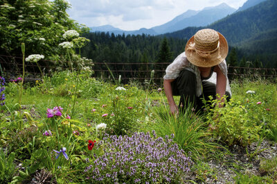 Accredited Herbal Medicine diploma course. 