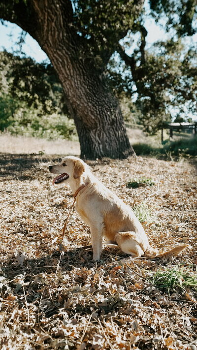 healthy stud dog at Little Retriever Ranch in California