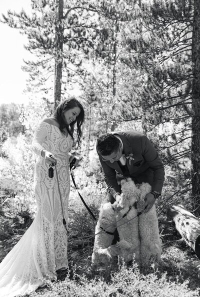 Colorado elopement with dogs