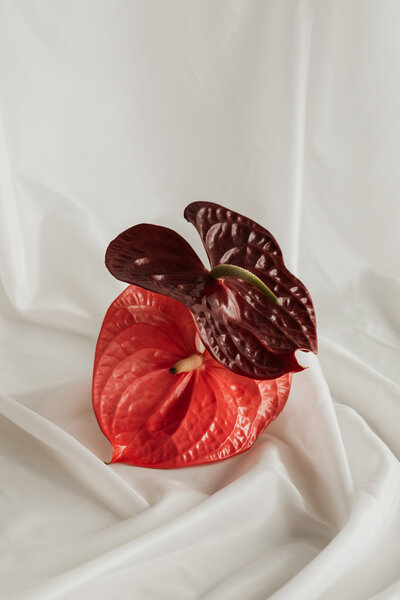 kaboompics_floral-compositions-backgrounds-wallpapers-white-fabric-30133