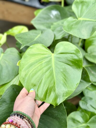 Heart-Shaped-Leaves2525
