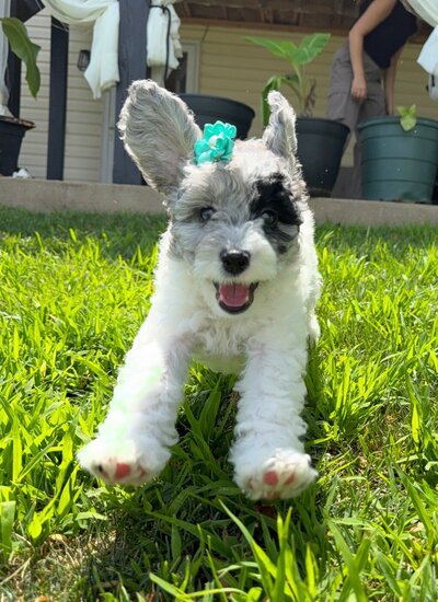Toy aussiedoodle puppies for sale near St. Louis Missouri