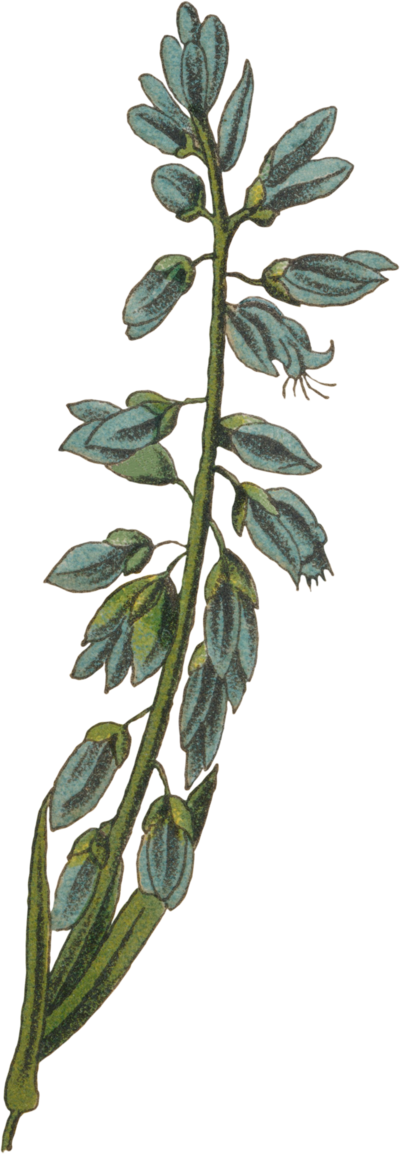 Blue flower graphic of Common Milkwort