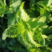 MintFlowerPic