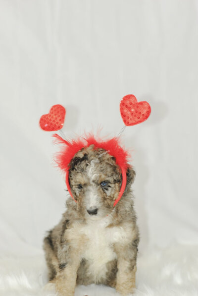 merle bernedoodles for sale