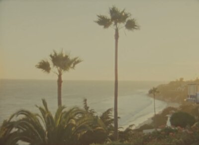 palm trees on beach at california wedding