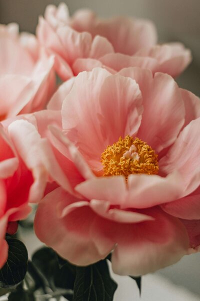 Zoomed in image of pink flowers in full bloom