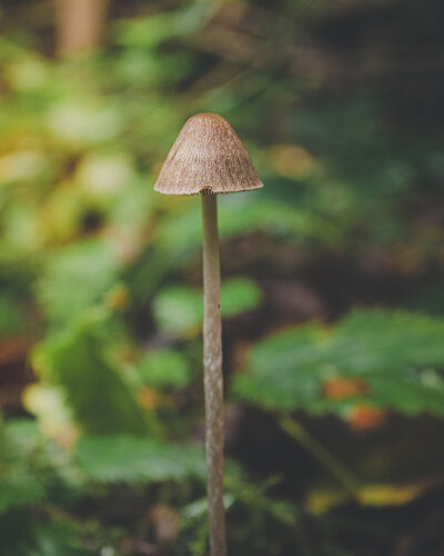 Nature photography of a mushroom by business coach and designer Andreea Bucur
