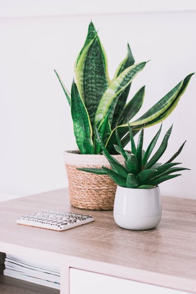 snake-plant-in-a-pot-2718447