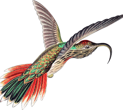 textbook illustraton of a mystery bird