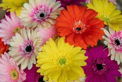 Gerberas