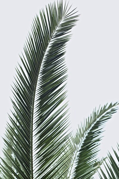 Green Palm Tree Leaves
