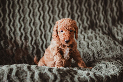Pink Collar Female Maple