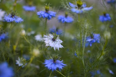 Nigella sativa flowers in a field, these are used in Hashimoto's thyroiditis