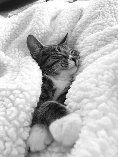 cat wrapped up in a blanket