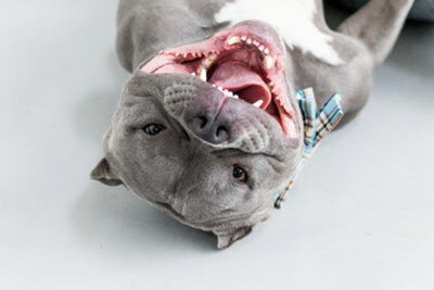 San Francisco pet photography