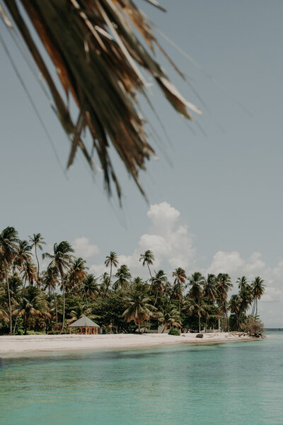 Tobago Palms-1