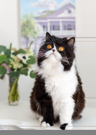 Two persian cats in studio