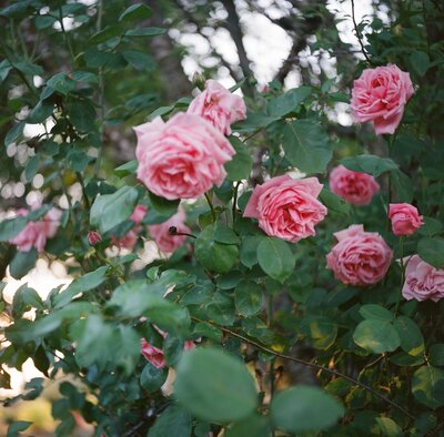 pink rose bush in portland oregon