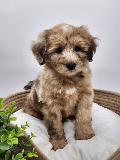 1772a20f-b4af-4ace-915d-35c0ba117119