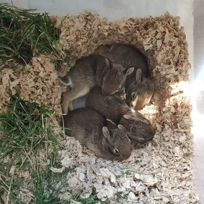 baby bunnies burrowing together at wildlife rehabilitation