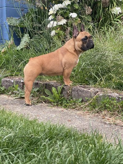 Masked red fawn french bulldog standing on the grass in Tacoma
