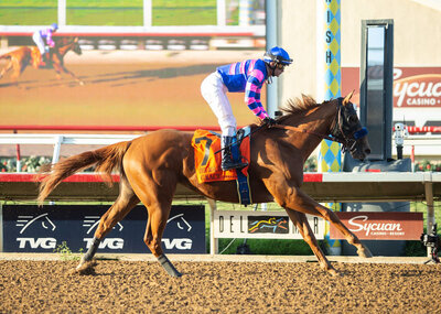 Chestnut racehorse Grace Adler.